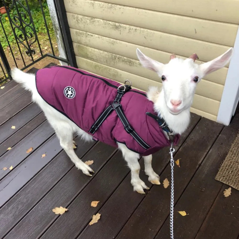 Waterproof dog coat in rain silk fabric with harness hole for lead attachment