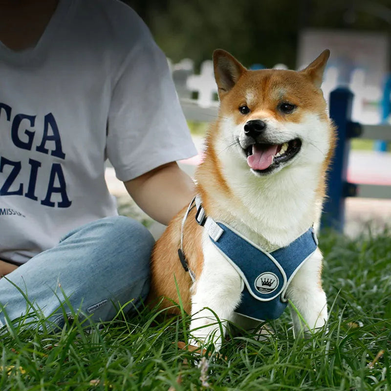 Green adjustable mesh dog harness with reflective strips and a metal leash ring, shown on a dog.