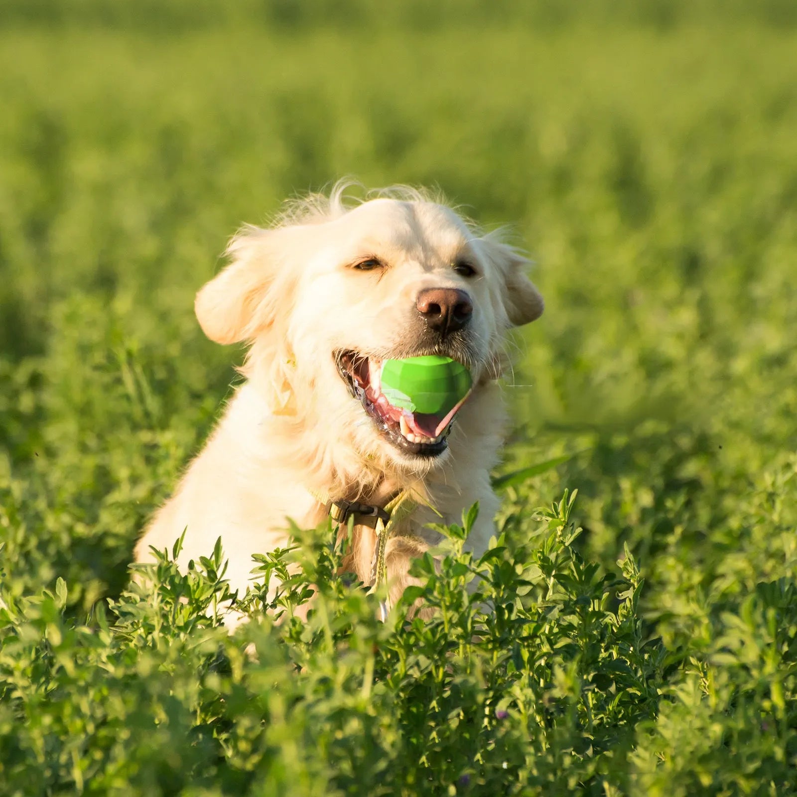 Green natural rubber squeaky ball dog toy for large dogs on a white background.
