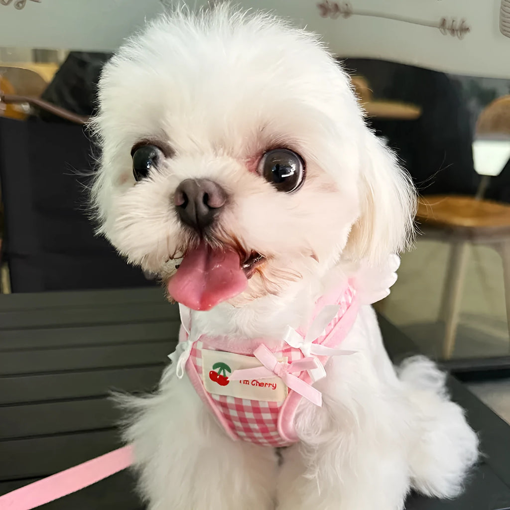 Cotton chest and back dog harness with hand-holding rope in black or pink colour for small dogs