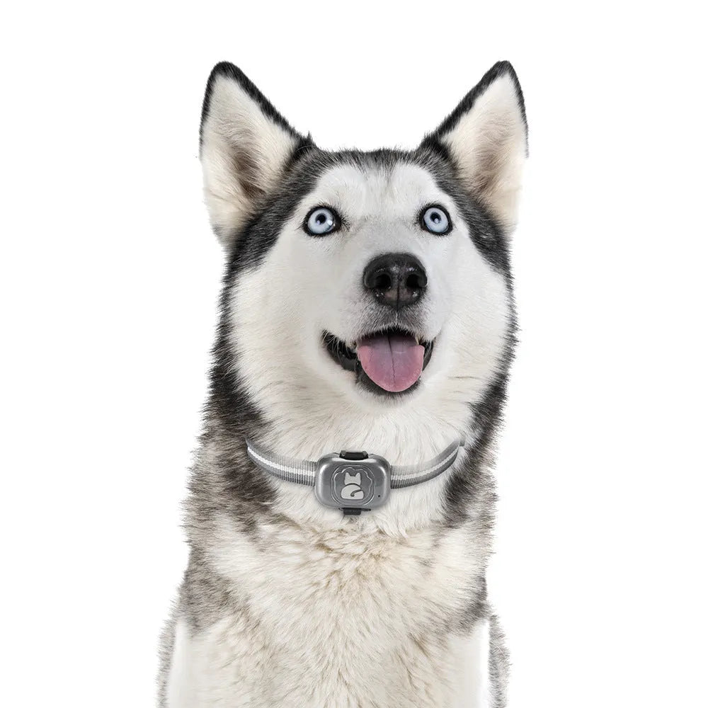 Black pet GPS locator with hanging rope for dog or cat tracking