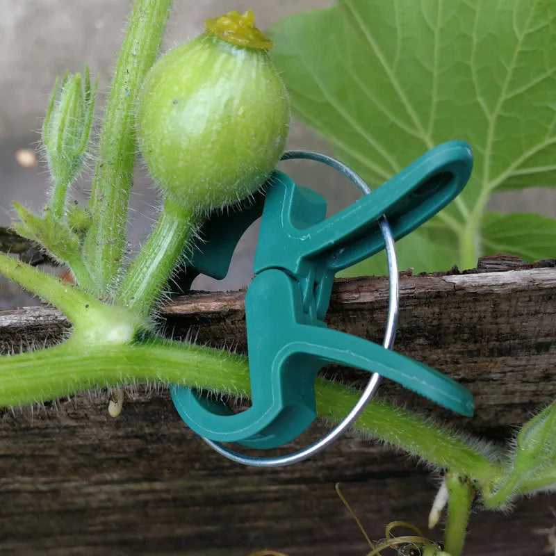 Green plastic and zinc plant fixing clips in large and small sizes for climbing vegetables