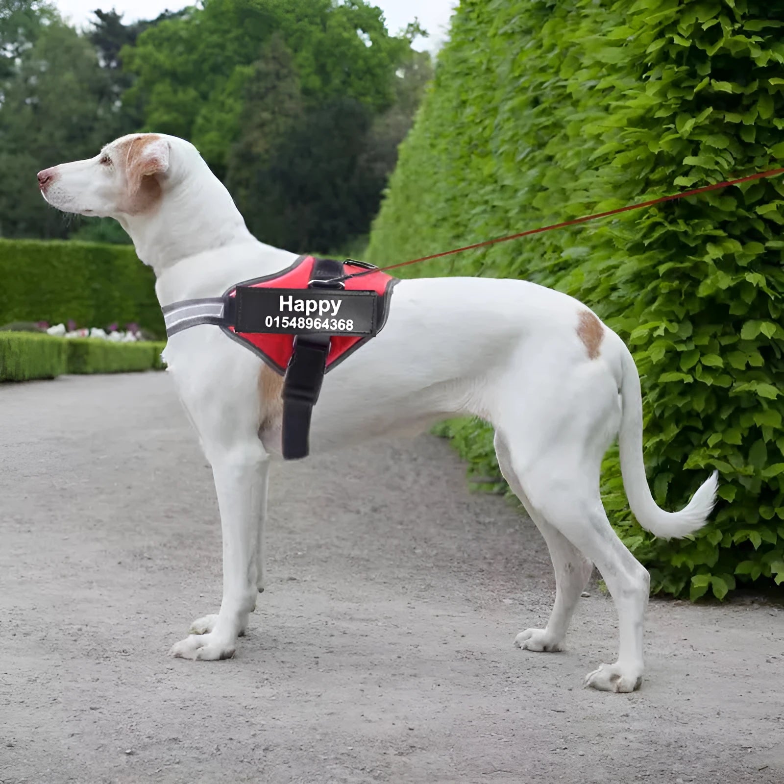 Adjustable reflective dog harness with handle and D-ring on blue background showing size chart