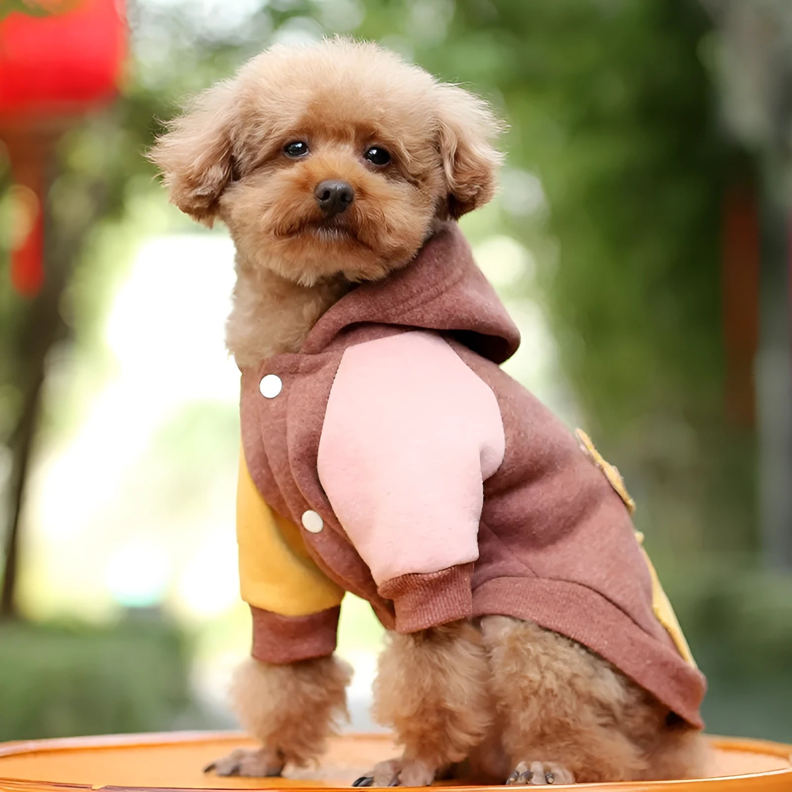 Brown cotton dog sweatshirt for leisure wear, shown on a model.