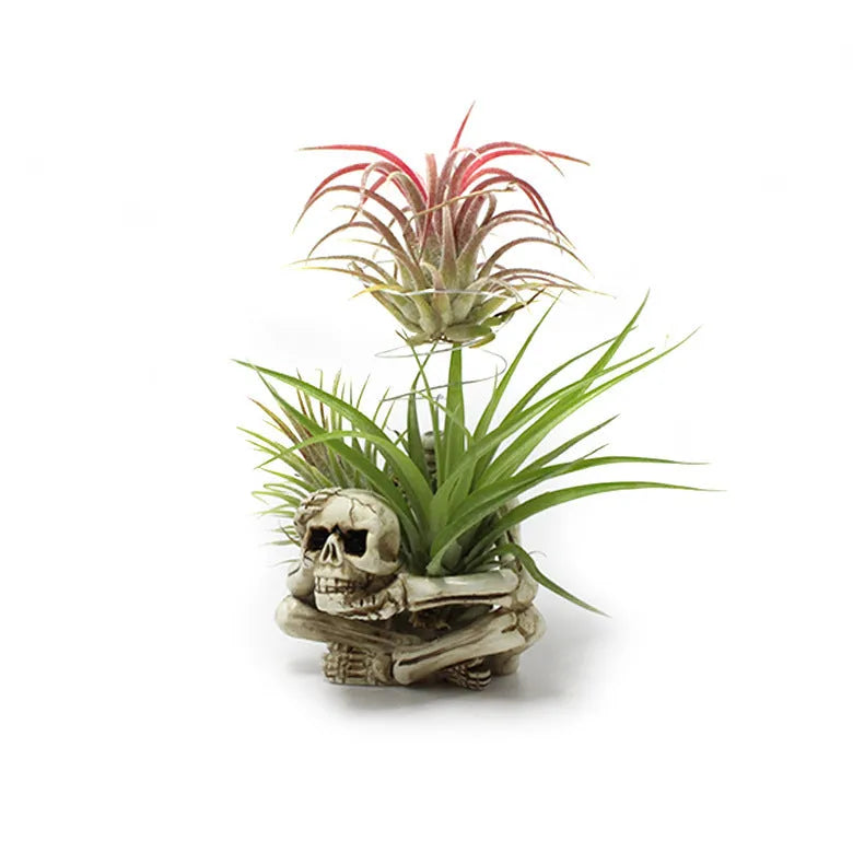 Gothic skull design resin bracket for Tillandsia air plants with 7x8x12.5cm dimensions