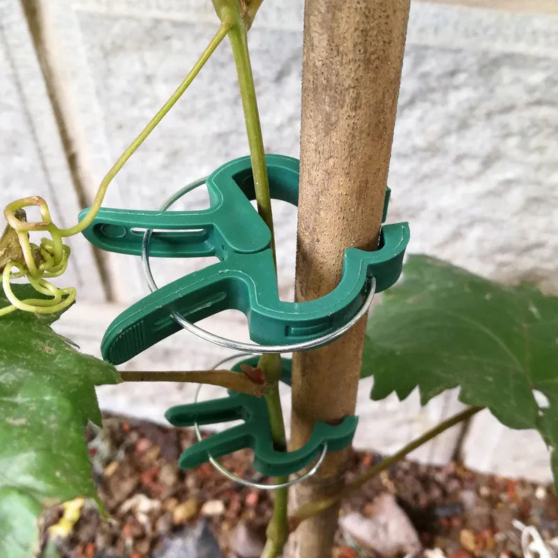 Green plastic and zinc plant fixing clips in large and small sizes for climbing vegetables