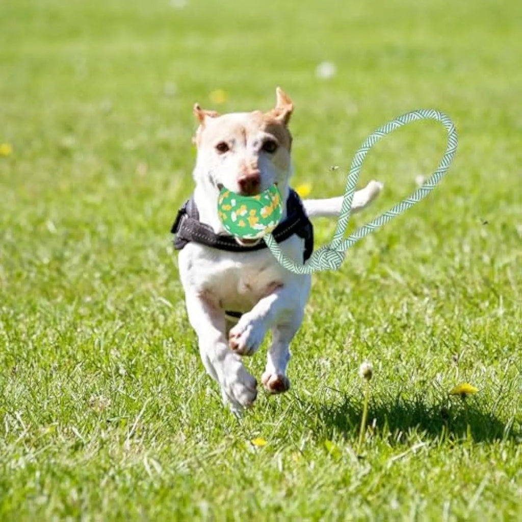 Natural rubber and bamboo fibre dog ball attached to a nylon rope for interactive play