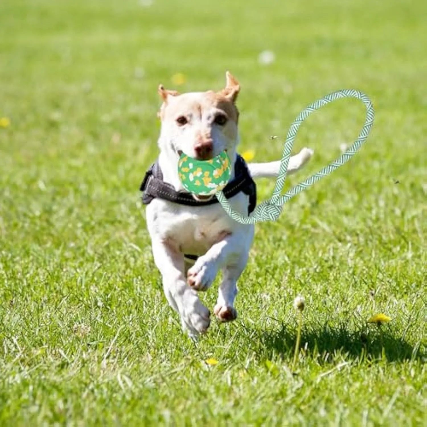 Natural rubber and bamboo fibre dog ball attached to a nylon rope for interactive play