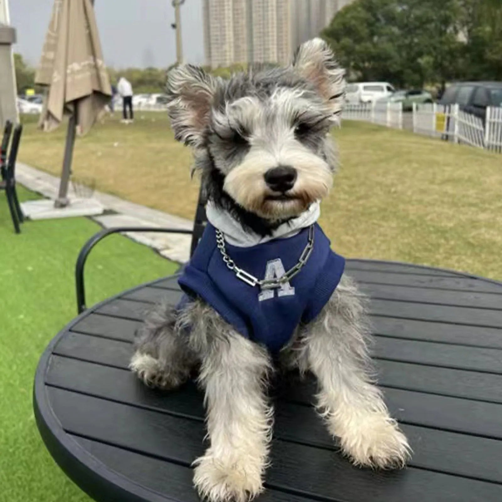 Blue and grey white slim-fitting pet sweater with reflective letters for dogs and cats