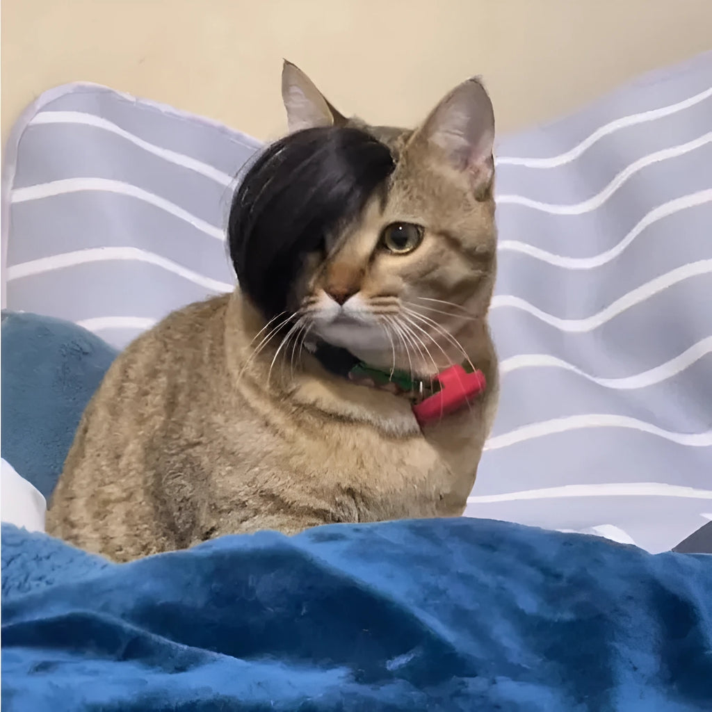 Black imitation braid cat wig for pet dress up and costume events.