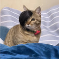 Black imitation braid cat wig for pet dress up and costume events.