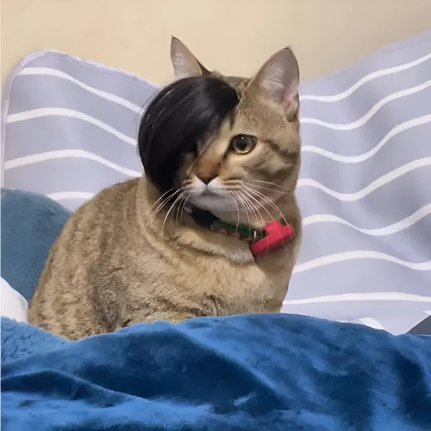 Black imitation braid cat wig for pet dress up and costume events.