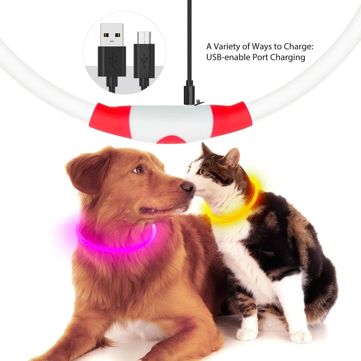 USB rechargeable LED dog collar glowing in dark with adjustable strap