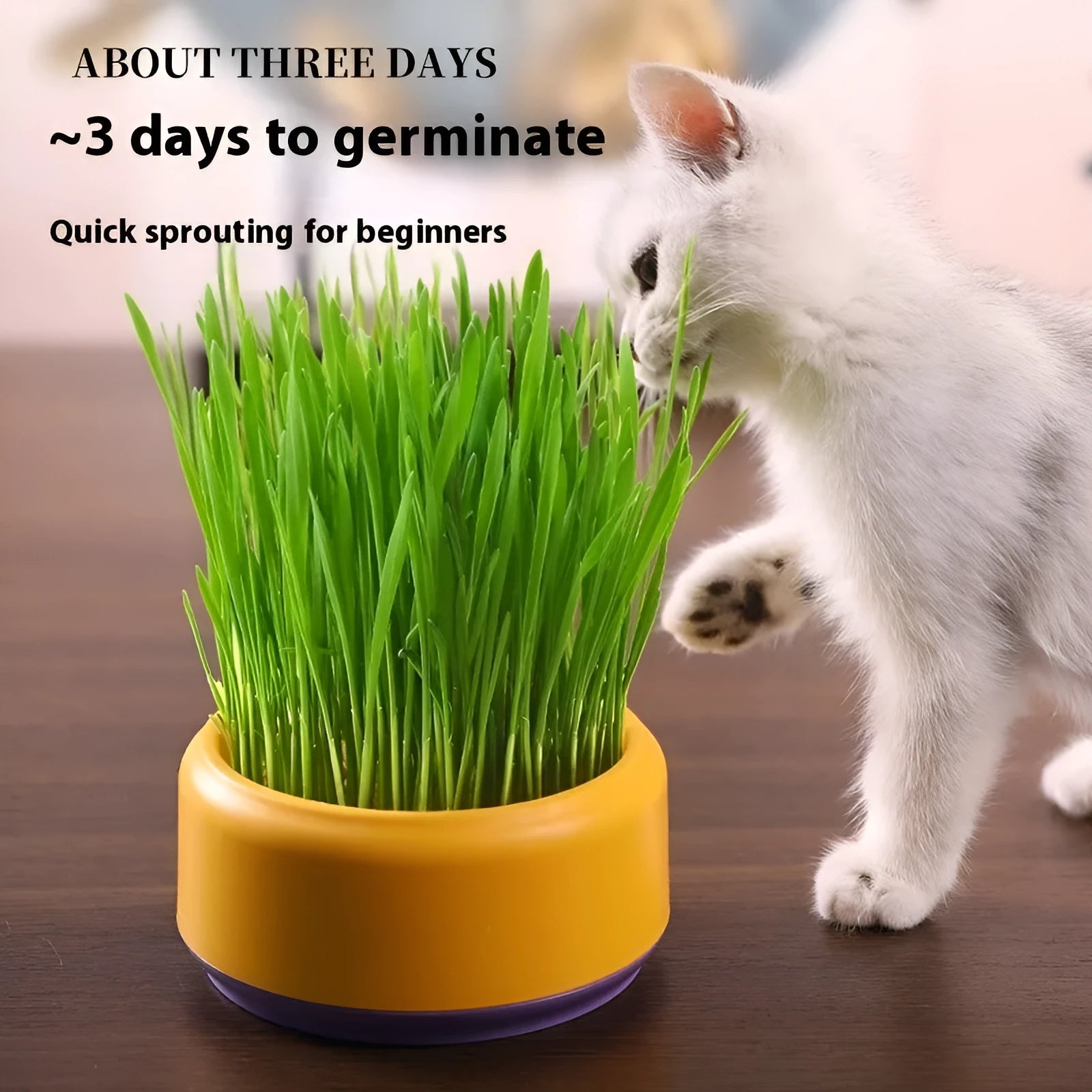 Hydroponic cat grass kit with plastic cup and five seed packets on a table