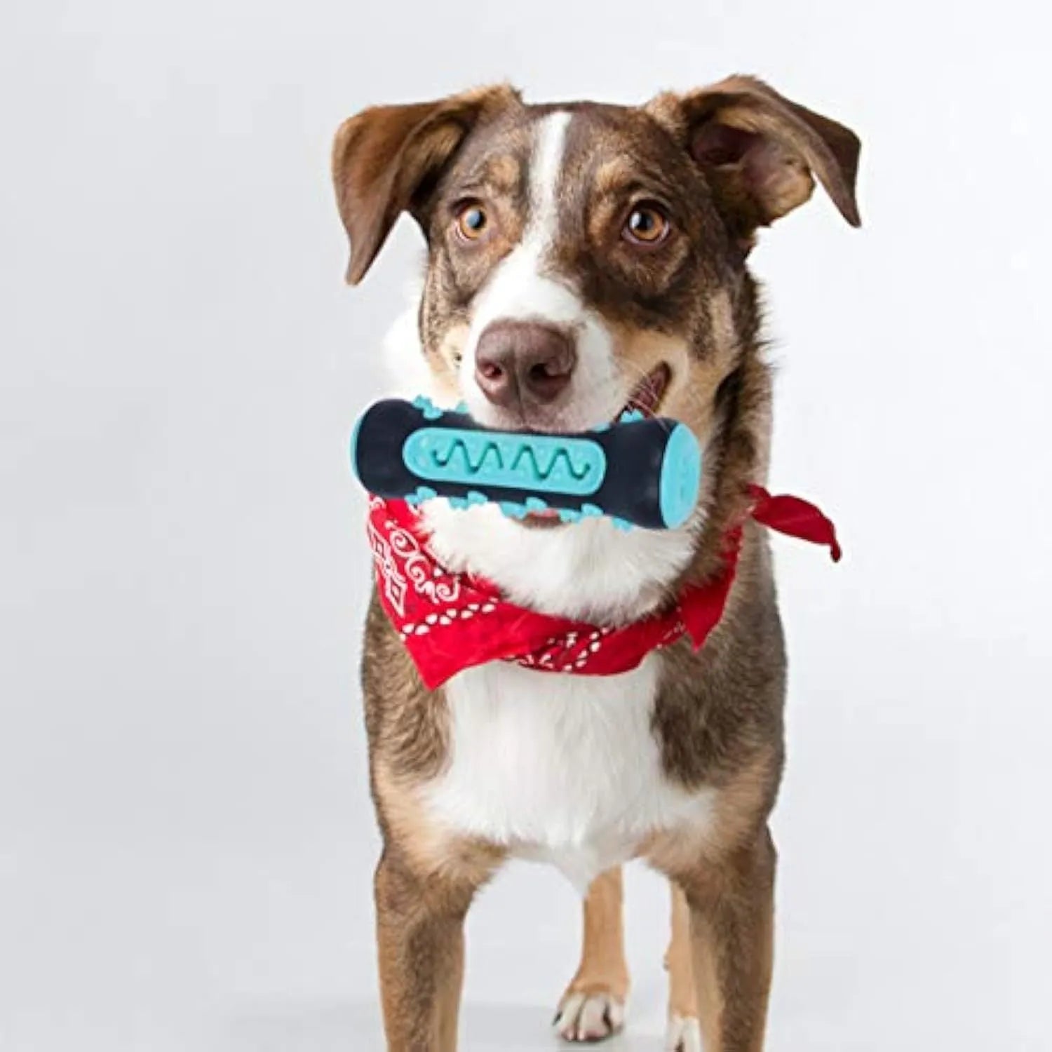 A blue natural rubber dog toothbrush chew toy with a textured surface, shown next to a green one.