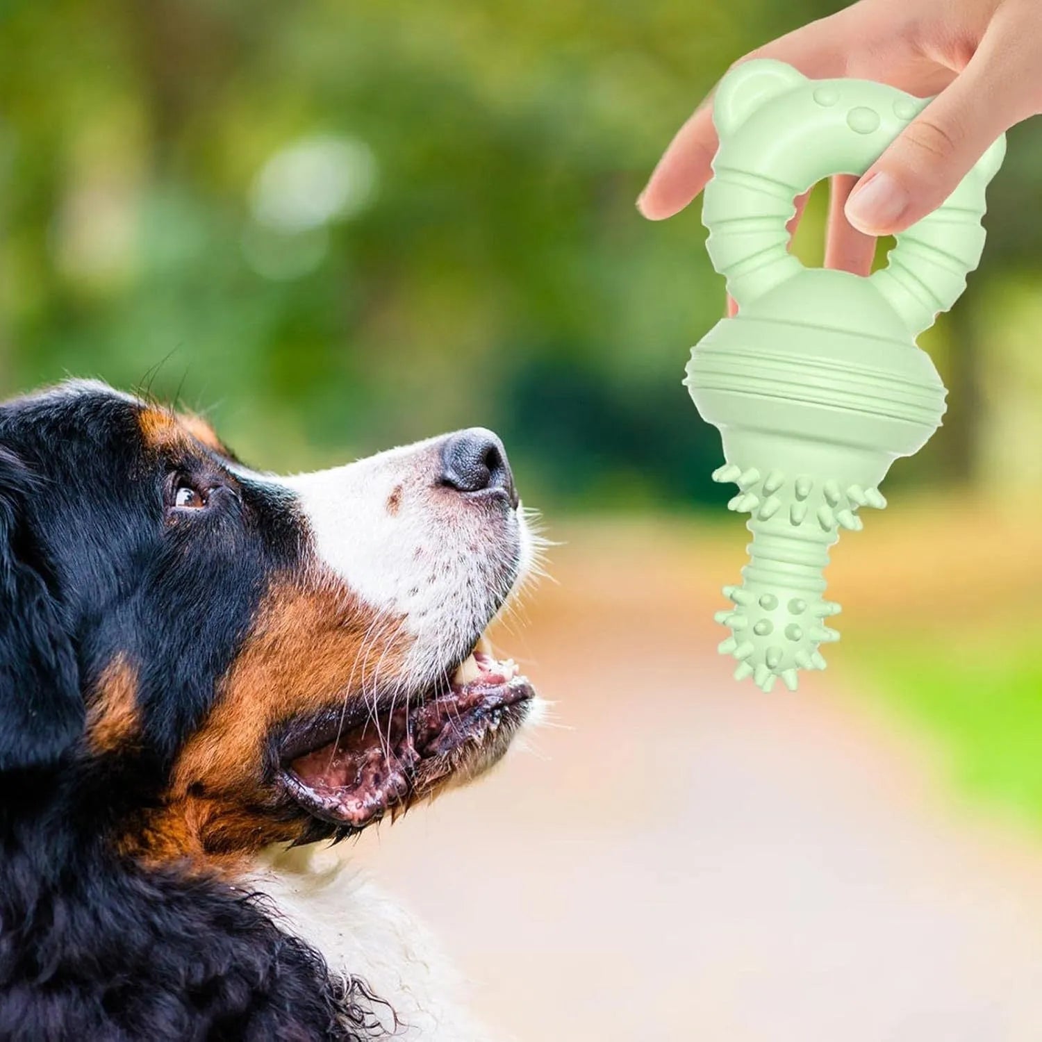 Blue rubber molar dog chew toy with textured surface and bell inside.