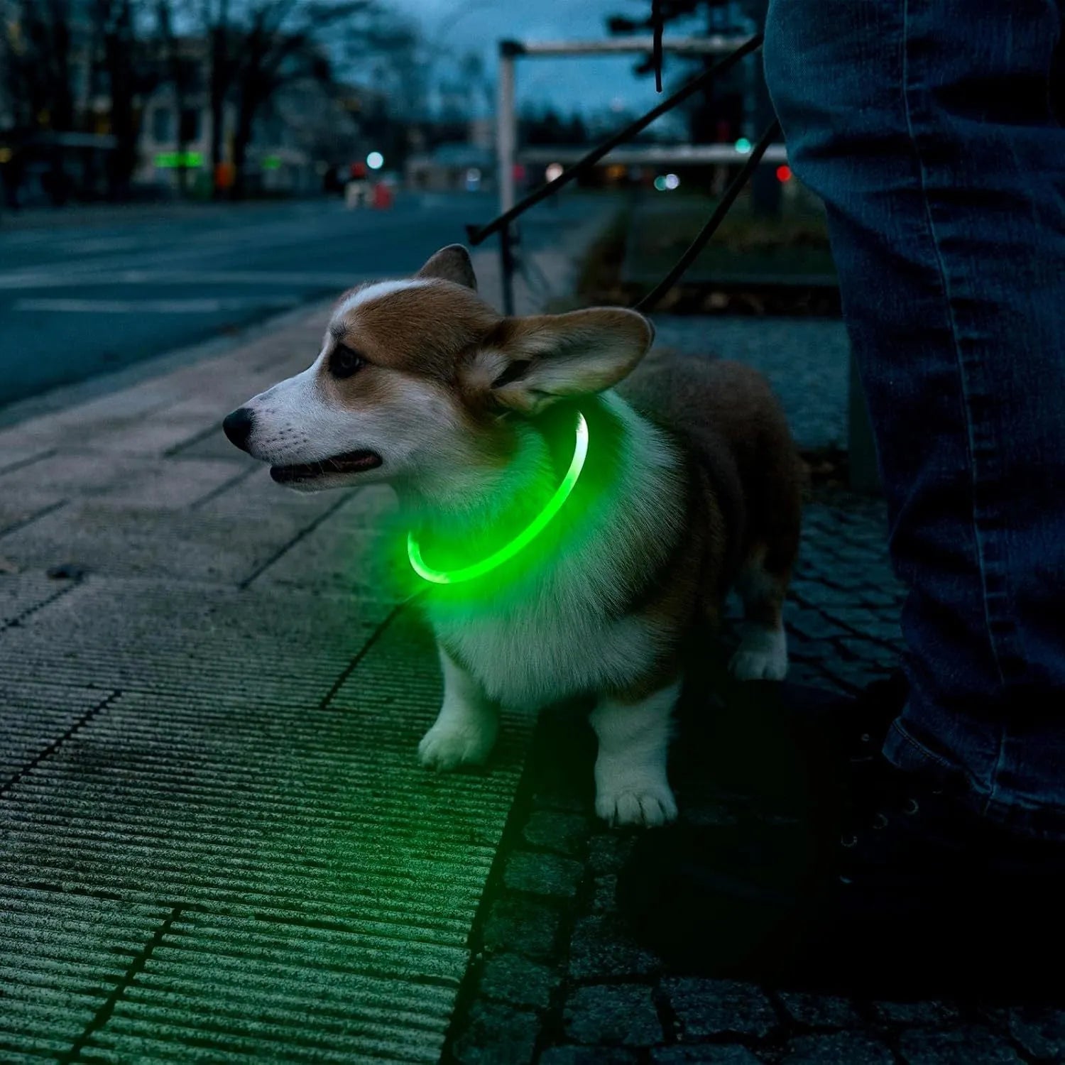 USB rechargeable LED dog collar glowing in dark with adjustable strap