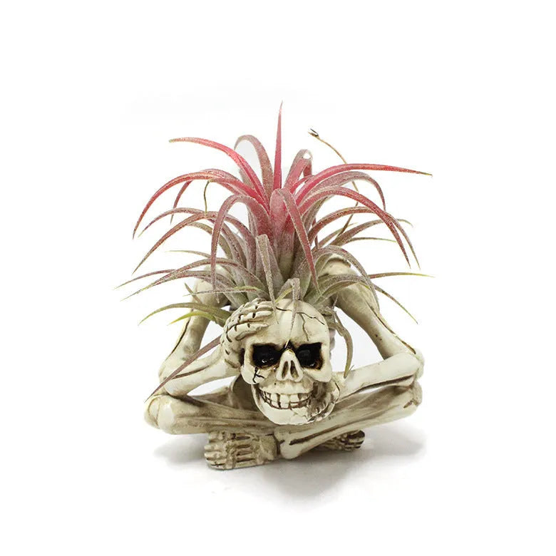 Gothic skull design resin bracket for Tillandsia air plants with 7x8x12.5cm dimensions