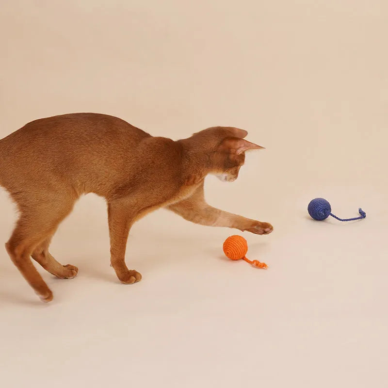 Set of three cat toys: a teaser stick, a catnip ball, and a self-play wand on a blue background.