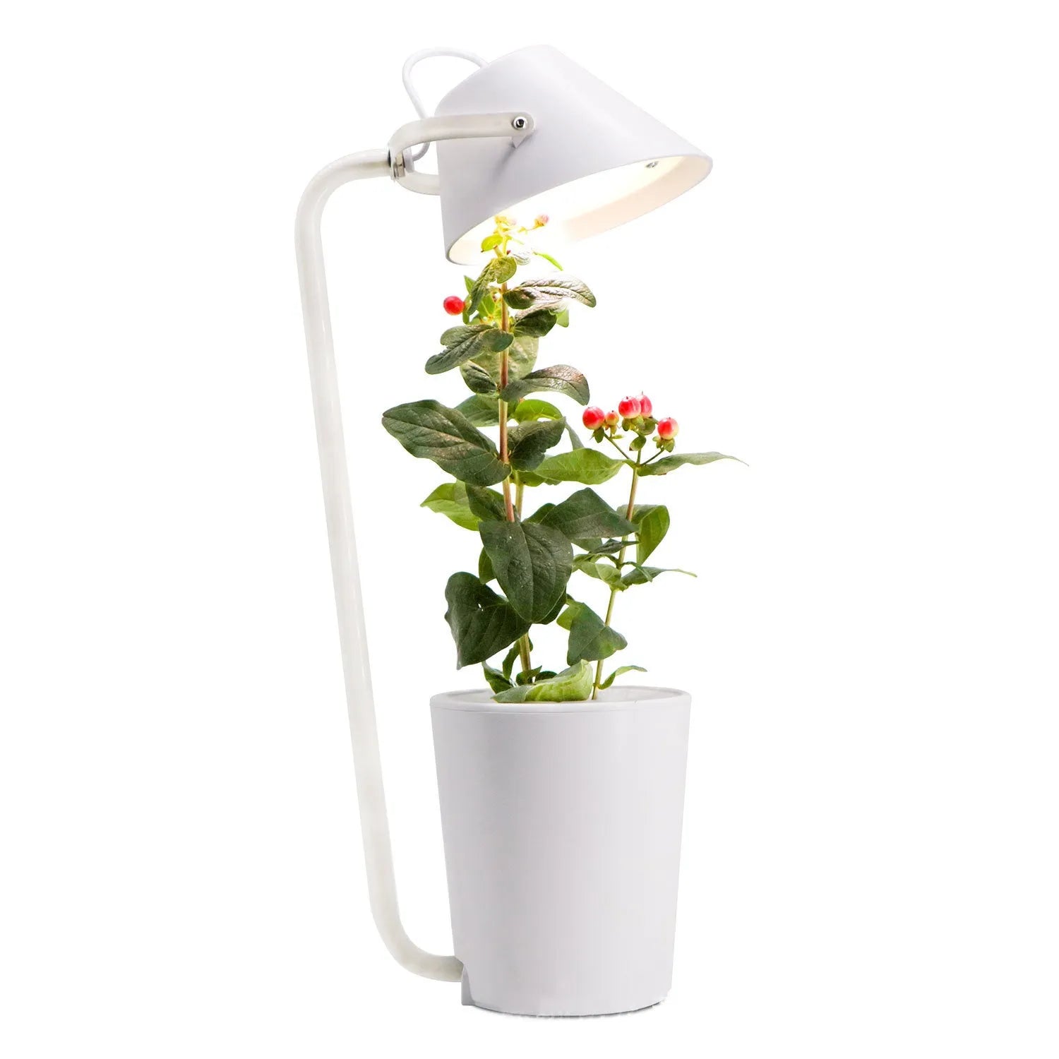 White plastic desktop hydroponic container for soilless plant cultivation with multiple plug standards