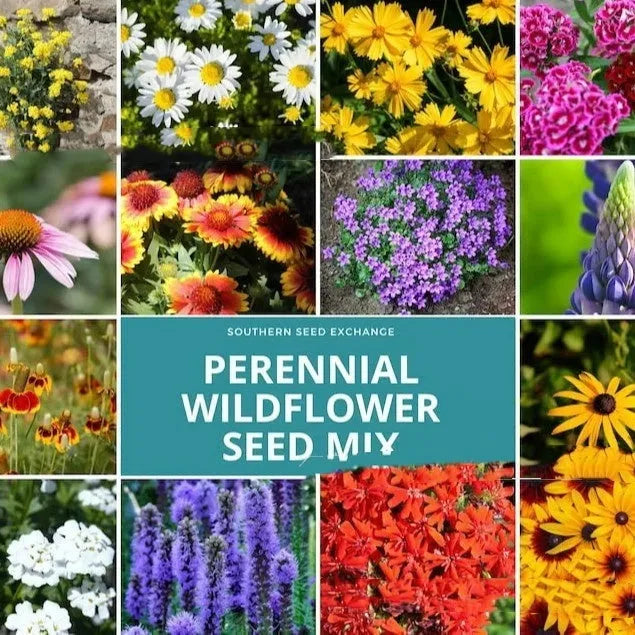 Pack of Purpleflower Holly Leaf mixed wildflower seeds for cold and drought resistant garden decoration.