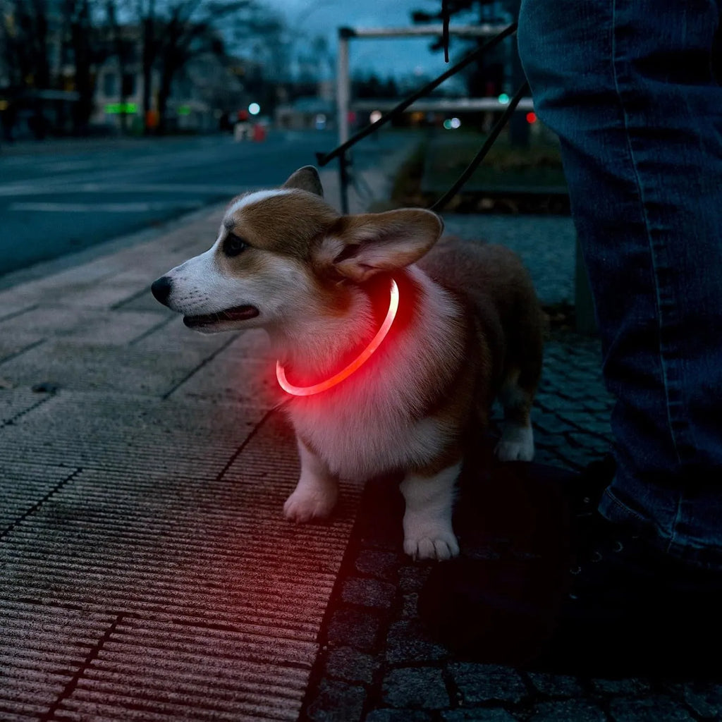 USB rechargeable LED dog collar glowing in dark with adjustable strap