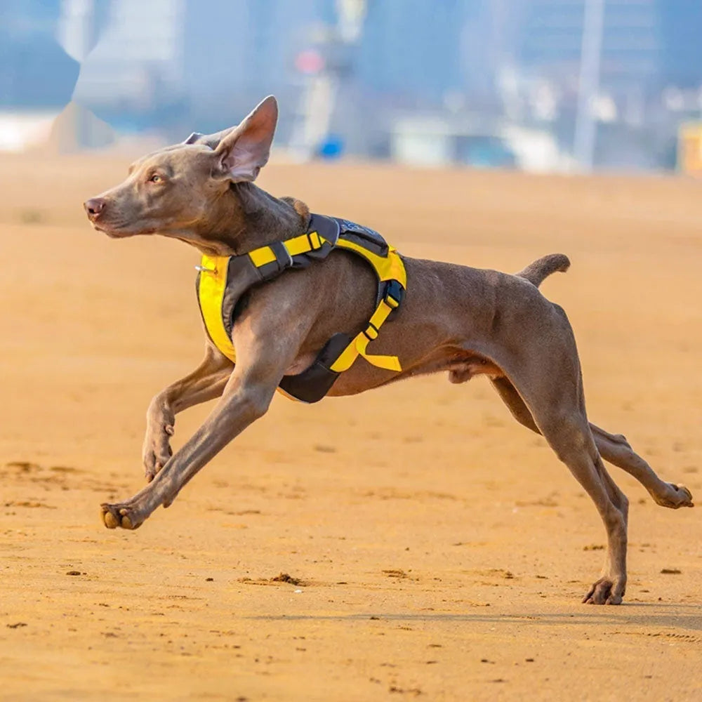 Adjustable dog chest strap vest with hand rope in orange blue colour, showing vest-style design