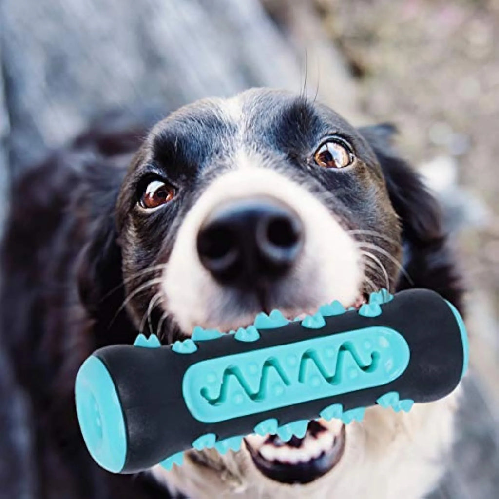 A blue natural rubber dog toothbrush chew toy with a textured surface, shown next to a green one.