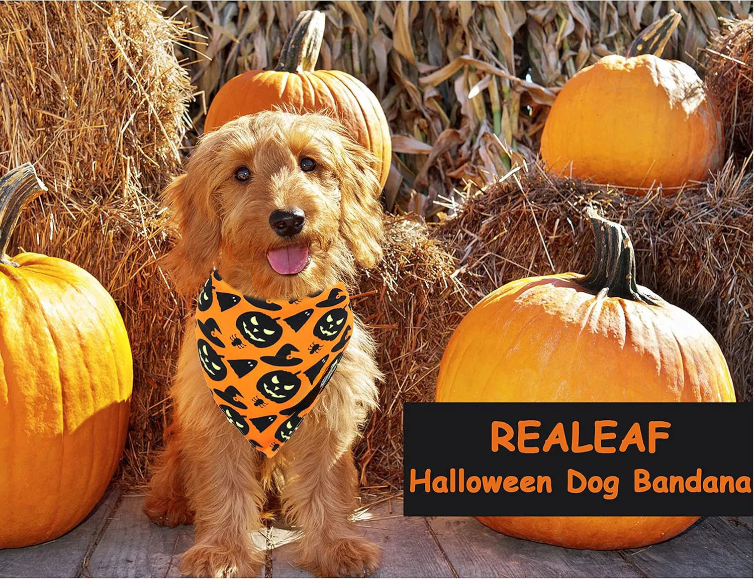 Halloween dog bandana showing reversible pumpkin and spider web patterns with adjustable neck closure