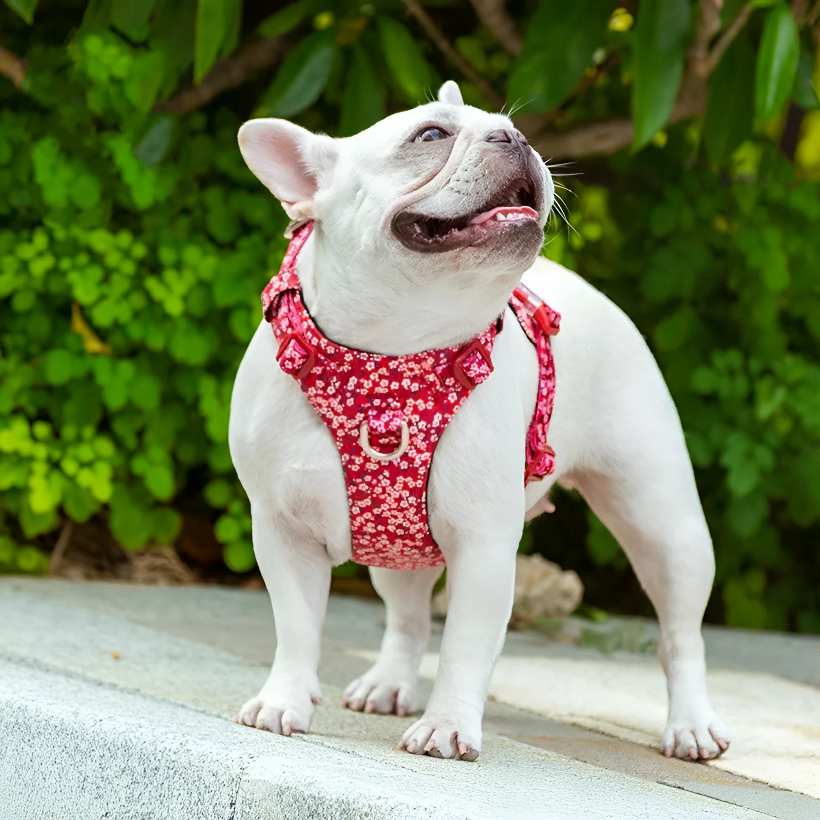 Floral print cotton dog chest harness on a dog, showing adjustable straps and pull-resistant design.