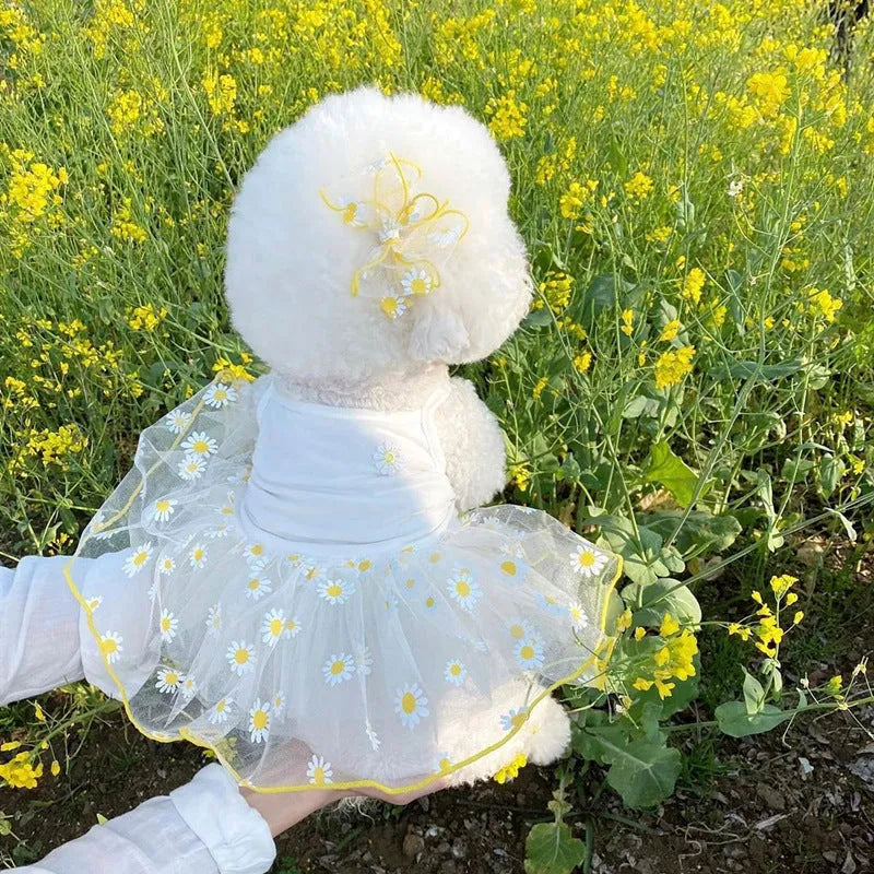 Yellow daisy print polyester dog clothing shown in sizes XS to XL for summer wear