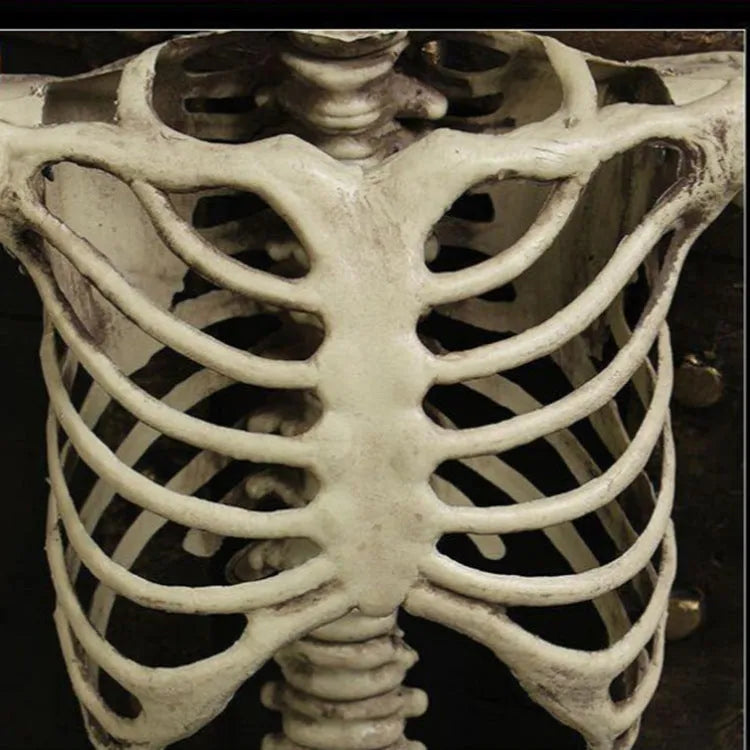 170cm tall plastic skeleton prop with detailed bone structure and movable jaw