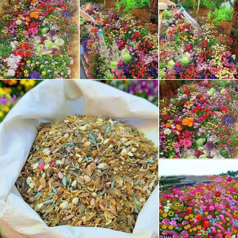 Pack of Purpleflower Holly Leaf mixed wildflower seeds for cold and drought resistant garden decoration.