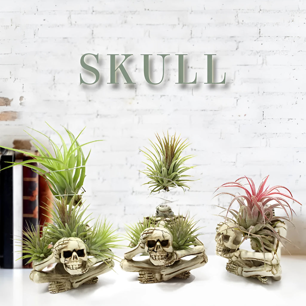Gothic skull design resin bracket for Tillandsia air plants with 7x8x12.5cm dimensions