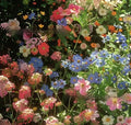 Pack of Purpleflower Holly Leaf mixed wildflower seeds for cold and drought resistant garden decoration.