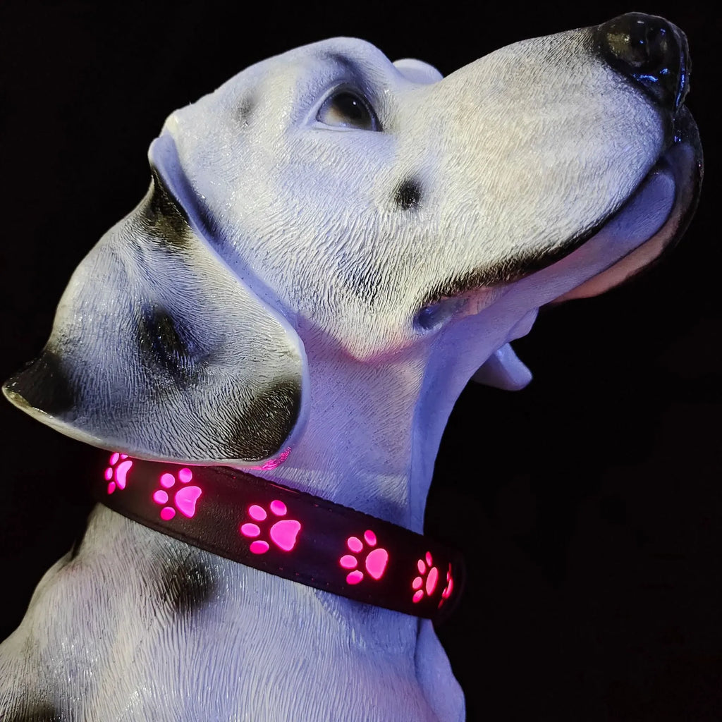 LED luminous dog collar with paw printing design showing 7 colour lighting options