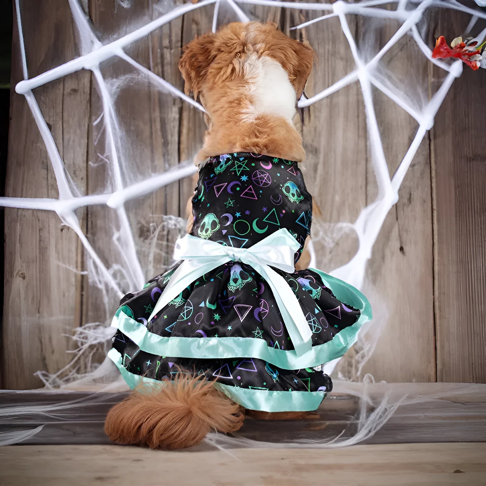 Halloween dog skirt with colourful pumpkin or skull print on white background