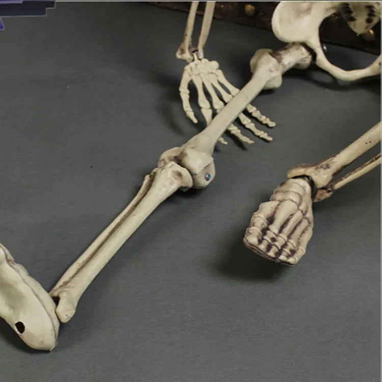 170cm tall plastic skeleton prop with detailed bone structure and movable jaw
