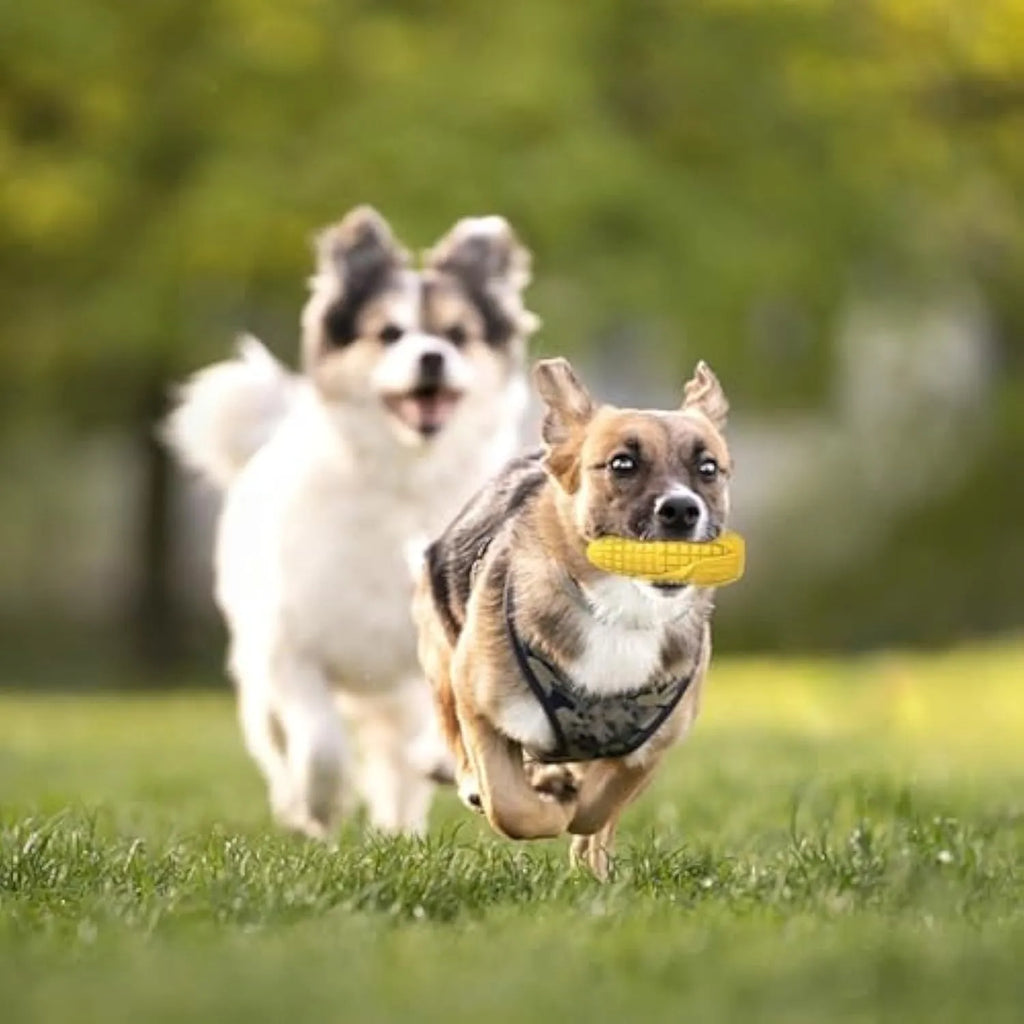 Blue and yellow corn-shaped durable dog chew toy for large breeds with squeaker and dental grooves.