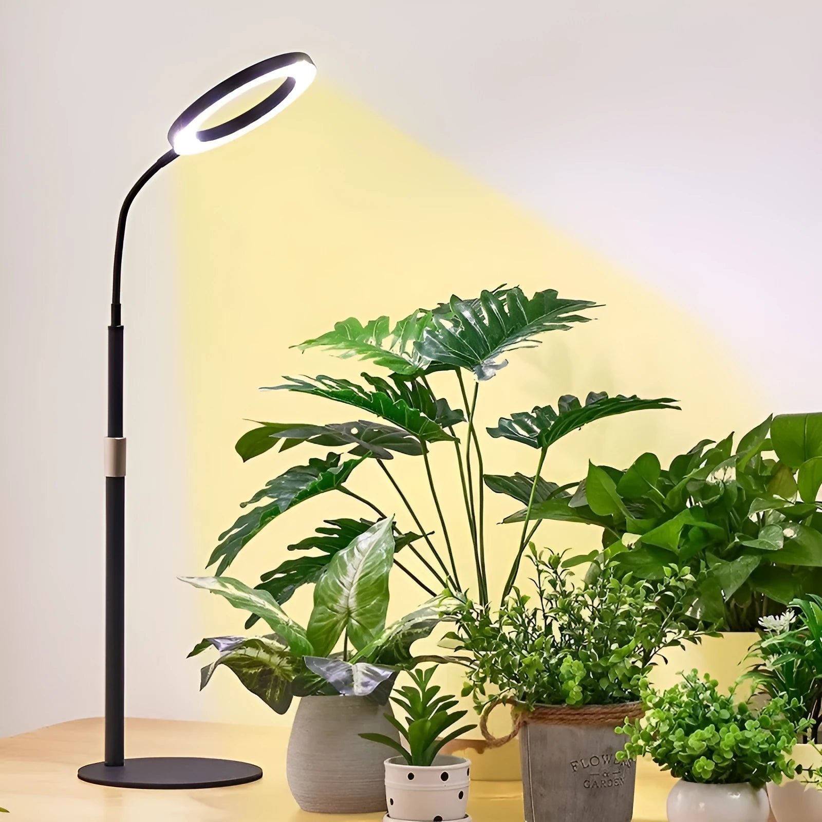 Adjustable floor-standing plant grow light with a circular angel ring head on a tall pole.