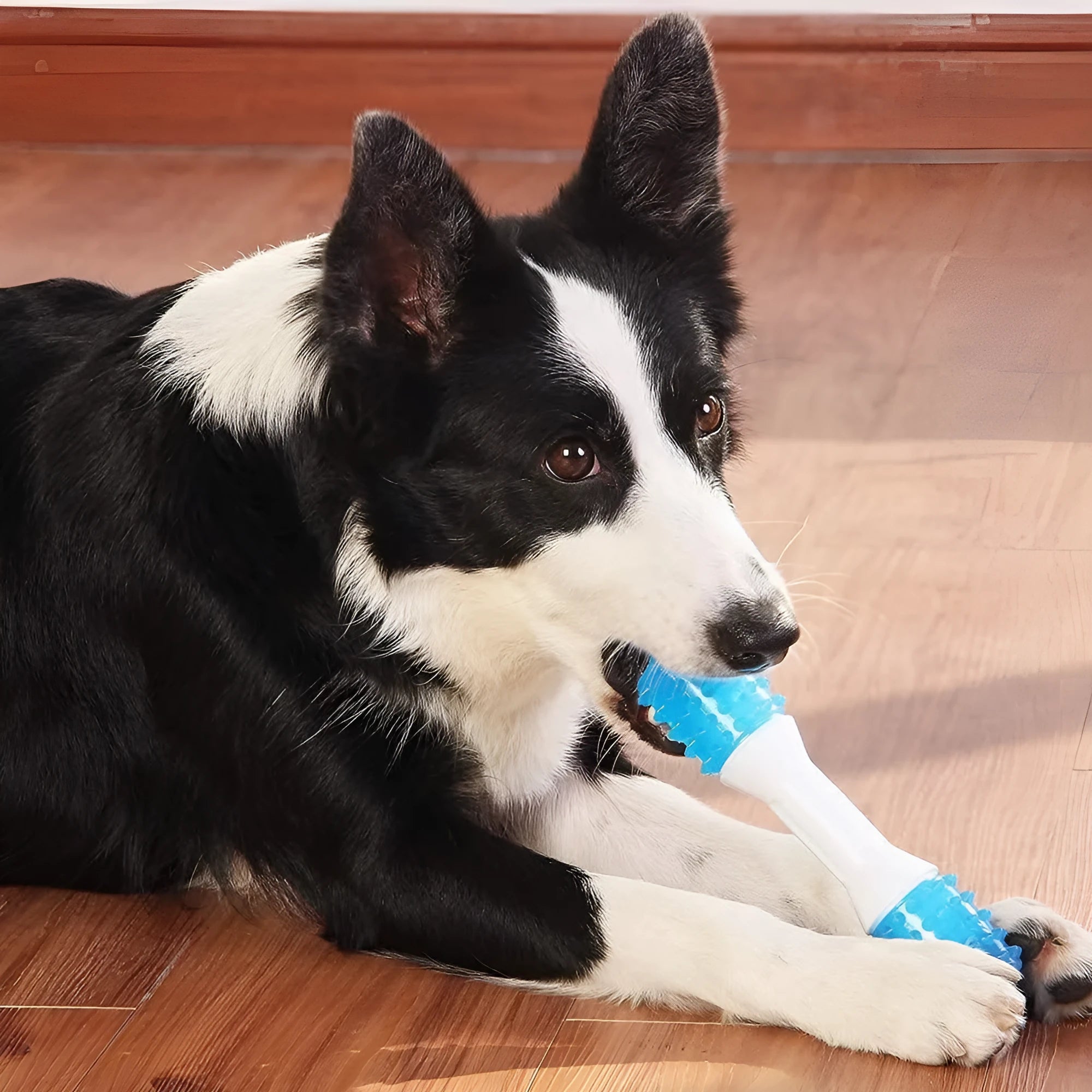 Dual-colour puppy teething chew toy made of TPR rubber and PU for moderate chewers