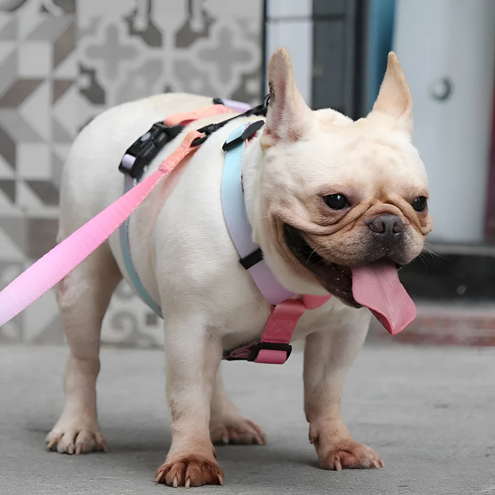 A gradient colour polyester dog harness shown in one of four colour options: purple, blue sea, neon, or green.
