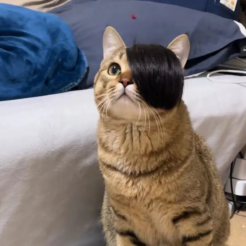 Black imitation braid cat wig for pet dress up and costume events.