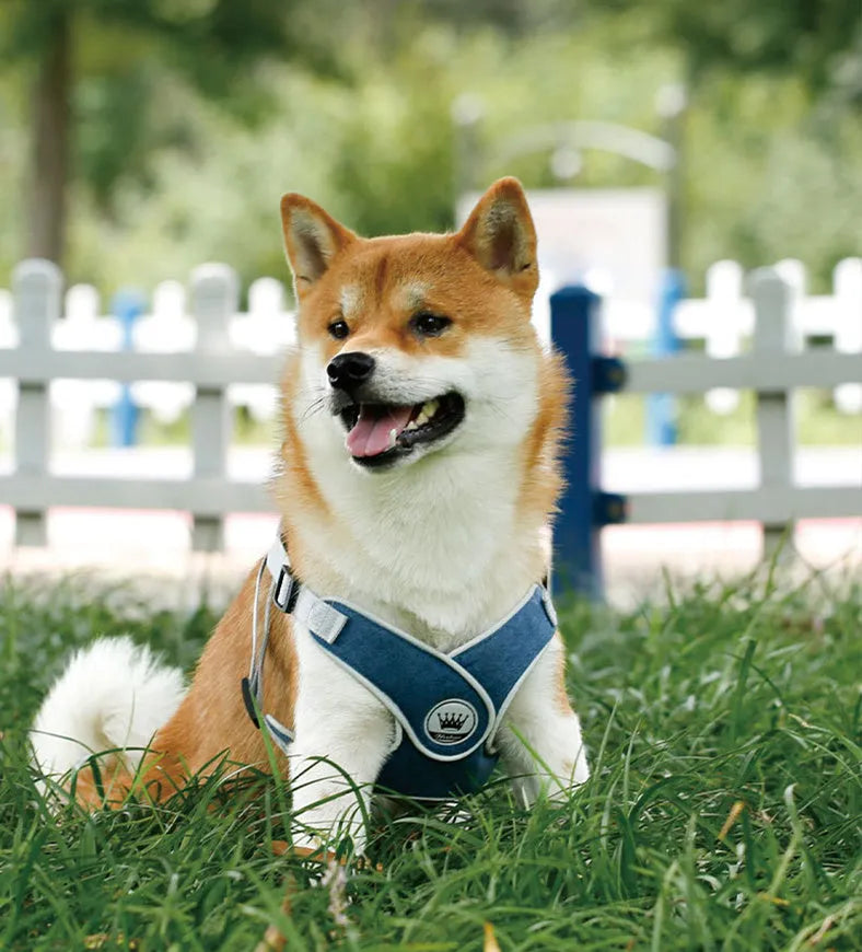 Green adjustable mesh dog harness with reflective strips and a metal leash ring, shown on a dog.