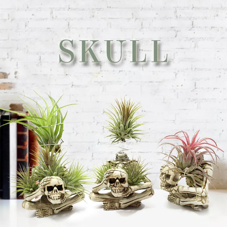 Gothic skull design resin bracket for Tillandsia air plants with 7x8x12.5cm dimensions