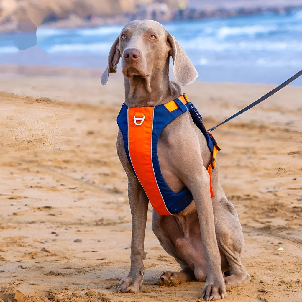 Adjustable dog chest strap vest with hand rope in orange blue colour, showing vest-style design