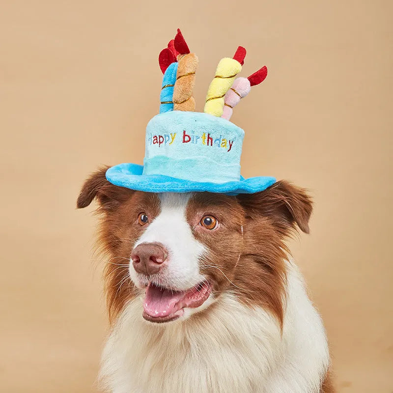 Small dog wearing removable blue birthday hat accessory for canine celebrations