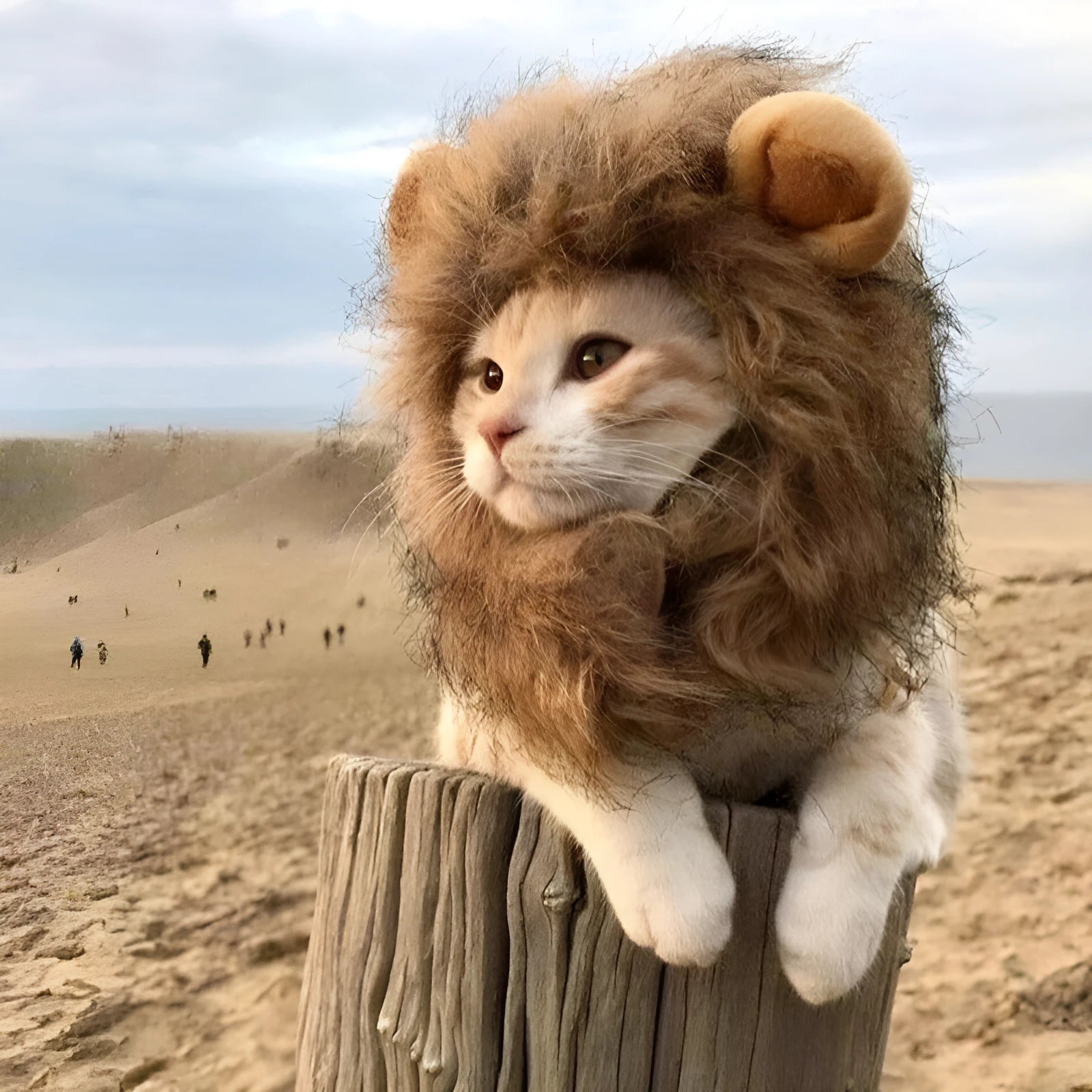 Lion mane wig for cats and small dogs made of plush artificial fur with an adjustable elastic headband.