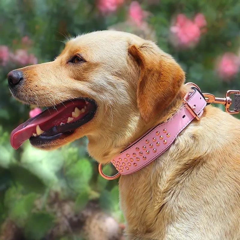 Leather dog collar with brass anti-bite rivets in black, shown with metal buckle.