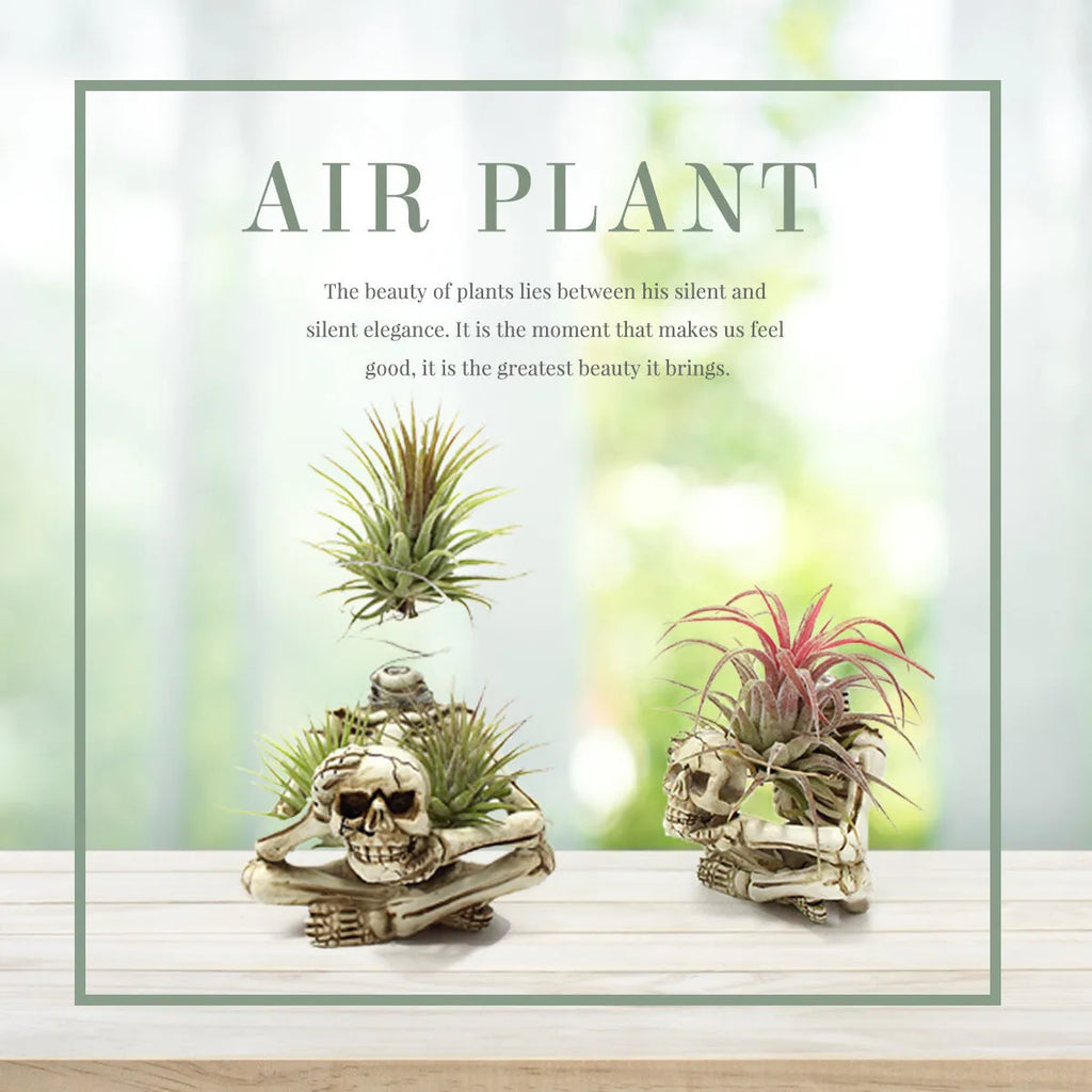 Gothic skull design resin bracket for Tillandsia air plants with 7x8x12.5cm dimensions